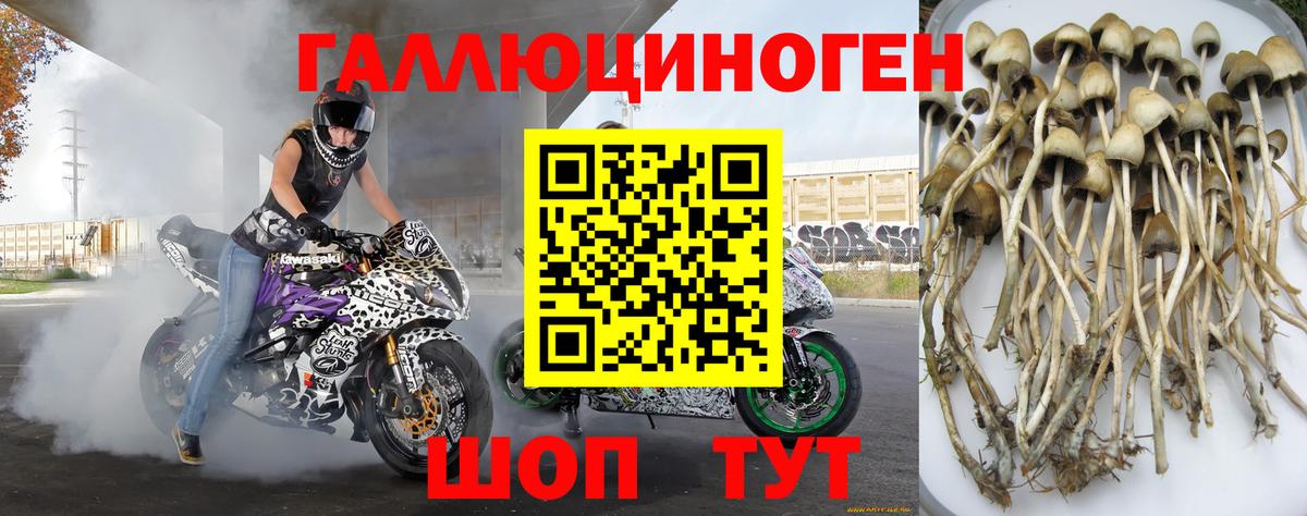 Ипатово  Галлюциногенные грибы Cubensis  Вход с VPN 